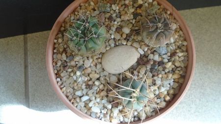 Grup de 3 Gymnocalycium; G. gibbosum
G. armatum (Gymnocalycium spegazzinii ssp. armatum)
G. spegazzinii ssp. sarkae, KP54, San Felipe, Arg.
