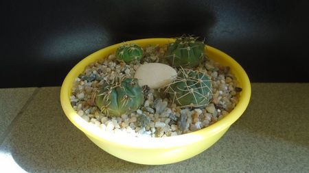 Grup de 4 Gymnocalycium; G. hyptiacanthum ssp. uruguayense
G. castellanosii
G. denudatum
G. ritterianum
