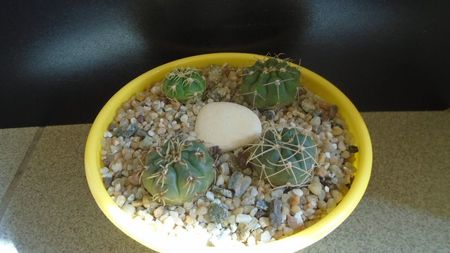 Grup de 4 Gymnocalycium; G. hyptiacanthum ssp. uruguayense
G. castellanosii
G. denudatum
G. ritterianum
