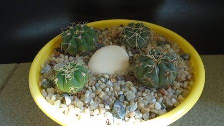 Grup de 4 Gymnocalycium; G. hyptiacanthum ssp. uruguayense
G. castellanosii
G. denudatum
G. ritterianum
