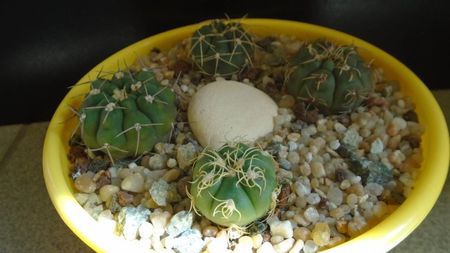 Gymnocalycium denudatum