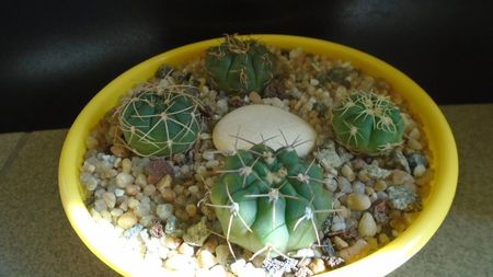 Gymnocalycium castellanosii