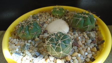 Gymnocalycium hyptiacanthum ssp. uruguayense (artigas)