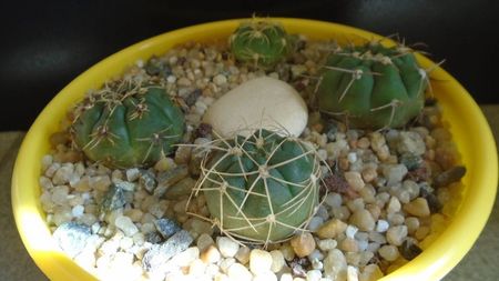 Gymnocalycium hyptiacanthum ssp. uruguayense (artigas)