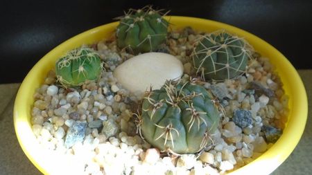 Gymnocalycium ritterianum