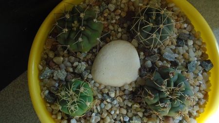 Grup de 4 Gymnocalycium; G. hyptiacanthum ssp. uruguayense
G. castellanosii
G. denudatum
G. ritterianum
