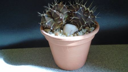 Gymnocalycium friedrichii bicefal