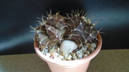 Gymnocalycium friedrichii bicefal