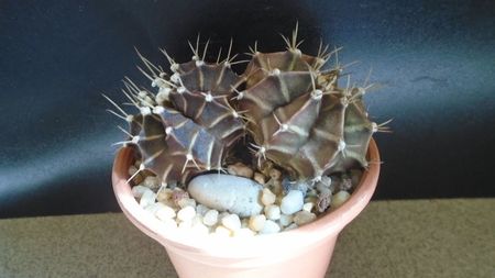 Gymnocalycium friedrichii bicefal