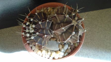 Gymnocalycium friedrichii bicefal