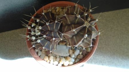 Gymnocalycium friedrichii bicefal