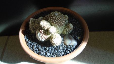 Copiapoa laui; replantata in iul. 2021
