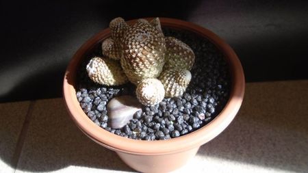 Copiapoa laui; replantata in iul. 2021
