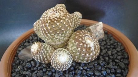 Copiapoa laui; replantata in iul. 2021
