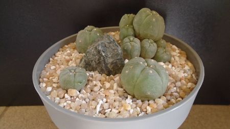 Grup de 4 Lophophora; Lophophora diffusa v. Koehresii
Lophophora williamsii v. texana
Lophophora williamsii (Peyote)
Lophophora williamsii v. caespitosa

replantate in iul. 2021
