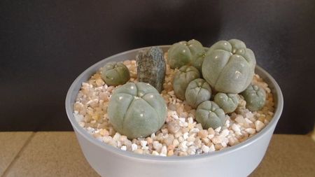 Grup de 4 Lophophora; Lophophora diffusa v. Koehresii
Lophophora williamsii v. texana
Lophophora williamsii (Peyote)
Lophophora williamsii v. caespitosa
