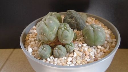 Grup de 4 Lophophora; Lophophora diffusa v. Koehresii
Lophophora williamsii v. texana
Lophophora williamsii (Peyote)
Lophophora williamsii v. caespitosa
