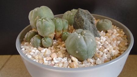 Grup de 4 Lophophora; Lophophora diffusa v. Koehresii
Lophophora williamsii v. texana
Lophophora williamsii (Peyote)
Lophophora williamsii v. caespitosa
