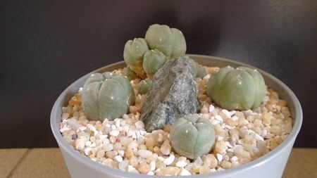 Grup de 4 Lophophora; Lophophora diffusa v. Koehresii
Lophophora williamsii v. texana
Lophophora williamsii (Peyote)
Lophophora williamsii v. caespitosa
