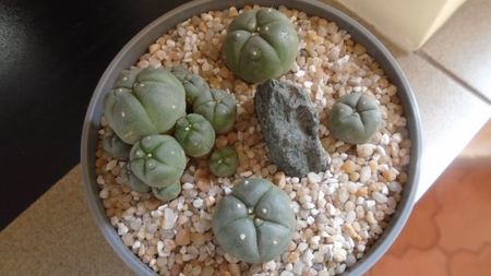 Grup de 4 Lophophora; Lophophora diffusa v. Koehresii
Lophophora williamsii v. texana
Lophophora williamsii (Peyote)
Lophophora williamsii v. caespitosa
