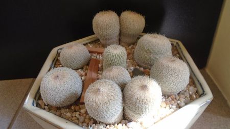 Grup de 7 Epithelantha; replantate in iul. 2021
E. micromeris ssp. greggii (2 ex.)
E. micromeris v. polycephala (bicephala)
E. micromeris v. polycephala (tricephala)
E. micromeris
E. micromeris ssp. pachyrhiza
E. bokei
