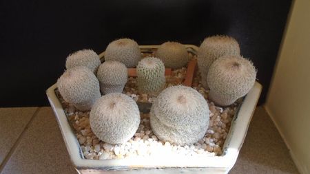 Grup de 7 Epithelantha; replantate in iul. 2021
E. micromeris ssp. greggii (2 ex.)
E. micromeris v. polycephala (bicephala)
E. micromeris v. polycephala (tricephala)
E. micromeris
E. micromeris ssp. pachyrhiza
E. bokei
