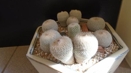 Grup de 7 Epithelantha; replantate in iul. 2021
E. micromeris ssp. greggii (2 ex.)
E. micromeris v. polycephala (bicephala)
E. micromeris v. polycephala (tricephala)
E. micromeris
E. micromeris ssp. pachyrhiza
E. bokei
