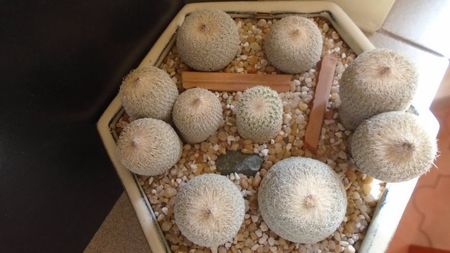 Grup de 7 Epithelantha; replantate in iul. 2021
E. micromeris ssp. greggii (2 ex.)
E. micromeris v. polycephala (bicephala)
E. micromeris v. polycephala (tricephala)
E. micromeris
E. micromeris ssp. pachyrhiza
E. bokei
