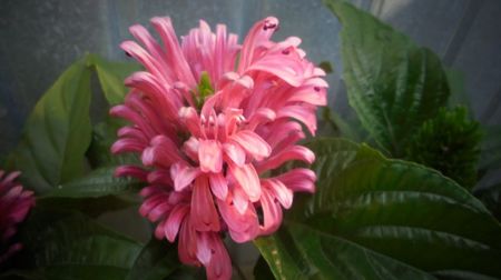 Justicia carnea