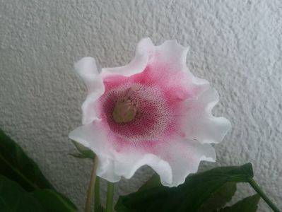 Slipper roz (1-08-2021)
