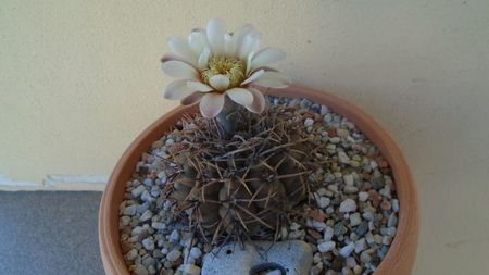 Gymnocalycium ochoterenae v. cinereum