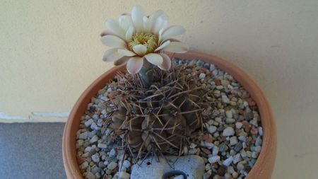 Gymnocalycium ochoterenae v. cinereum