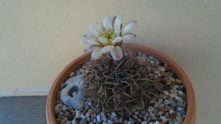 Gymnocalycium ochoterenae v. cinereum