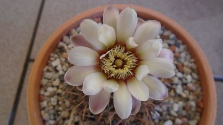 Gymnocalycium ochoterenae v. cinereum