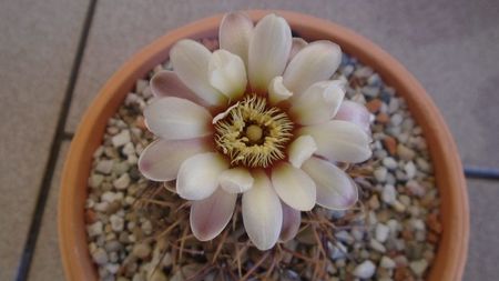 Gymnocalycium ochoterenae v. cinereum