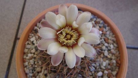 Gymnocalycium ochoterenae v. cinereum