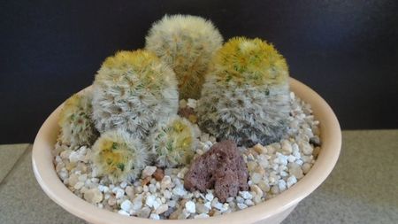 Grup de 3 Mammillaria carmenae; Mammillaria carmenae rubrispina 
Mammillaria carmenae, 2 ex.
