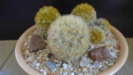 Grup de 3 Mammillaria carmenae; Mammillaria carmenae rubrispina 
Mammillaria carmenae, 2 ex.
