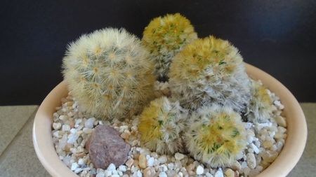 Grup de 3 Mammillaria carmenae; Mammillaria carmenae rubrispina 
Mammillaria carmenae, 2 ex.
