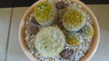 Grup de 3 Mammillaria carmenae; Mammillaria carmenae rubrispina 
Mammillaria carmenae, 2 ex.
