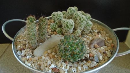 Mammillaria zeilmanniana albiflora (Mamm. crinita)