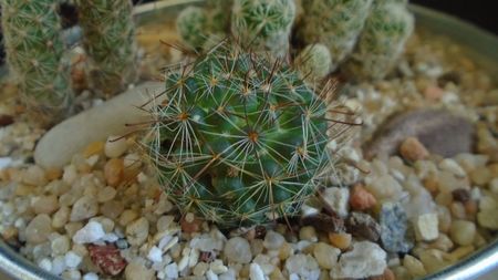 Mammillaria zeilmanniana albiflora (Mamm. crinita)