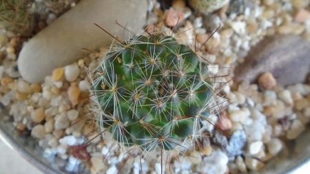 Mammillaria zeilmanniana albiflora (Mamm. crinita)