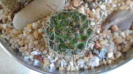 Mammillaria zeilmanniana albiflora (Mamm. crinita)