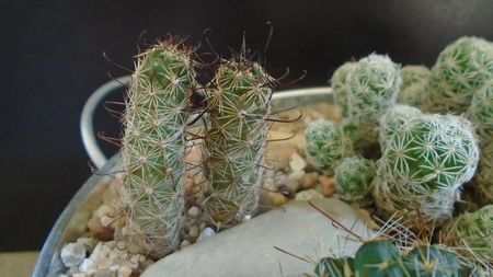 Mammillaria thornberi ssp. yaquensis