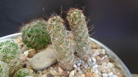 Mammillaria thornberi ssp. yaquensis