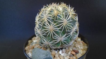 Coryphantha cornifera (Coryphantha radians)