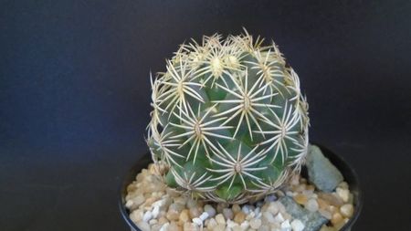 Coryphantha cornifera (Coryphantha radians)