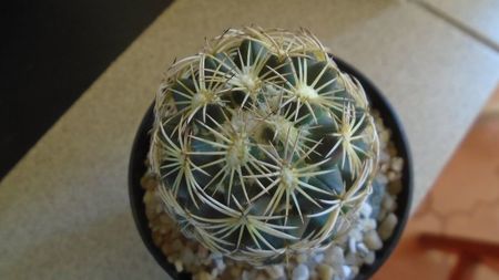 Coryphantha cornifera (Coryphantha radians)