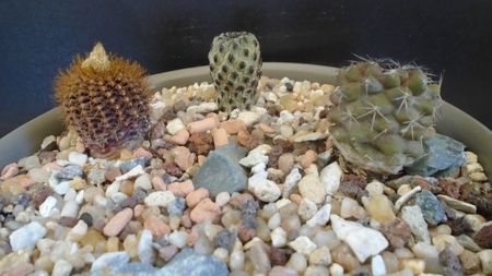 Grup de 3 cactusi; Sulcorebutia rauschii (Rebutia canigueralii)
Frailea angelesii (Frailea mammifera ssp. angelesiae)
Copiapoa humilis ssp. tenuissima
